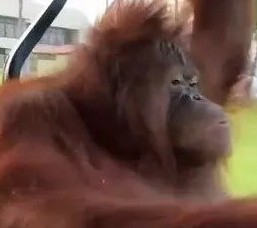 (ALL PLATFORMS)✅(4300+300) 4600 PLATINUM PACK✅Fast Delivery🚫NO NEGATIVE BALANCE RISK