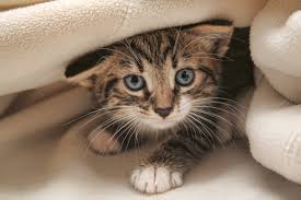 calibration Dota 2 Account – You can play the mmr - 200 hours - (830-900 MMR)  | 10335+ Behaviorl | 