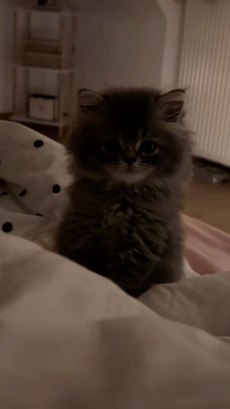 Any Platform / Fast & Secure / Bobcat 4/IV With Attachments.